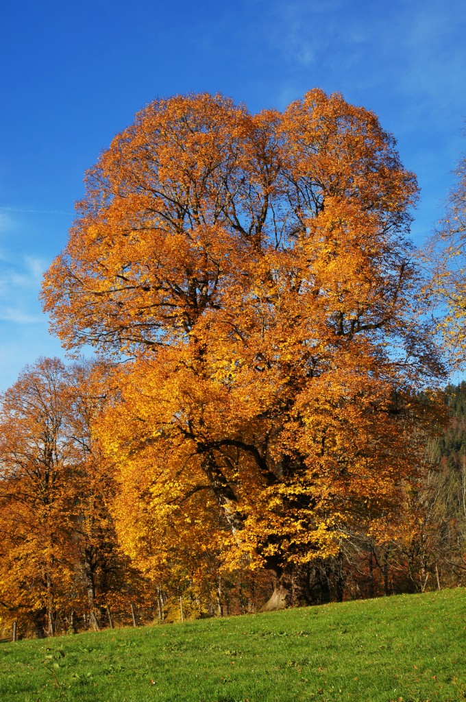 Herbstbilder in der Ebene vor Lenggries