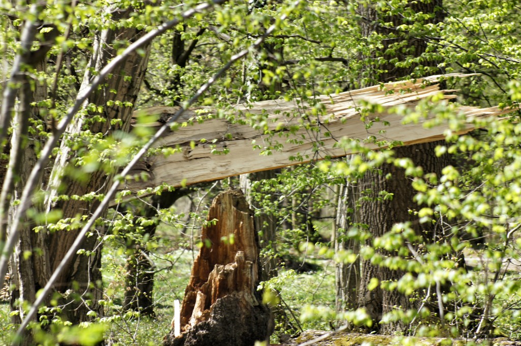 100 Bäume im Park wurden Opfer von Sturm Niklas.