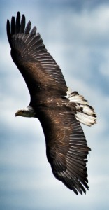 Adler auf der Falkner-Schau auf der Rosenburg.