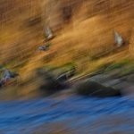 An der Traun: Fluss in Oberbayern. Enten über dem Fluss