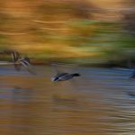 An der Traun: Fluss in Oberbayern. Enten über dem Fluss