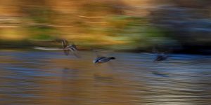 An der Traun: Fluss in Oberbayern. Enten über dem Fluss