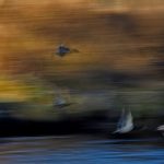 An der Traun: Fluss in Oberbayern. Enten über dem Fluss