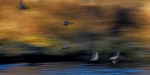 An der Traun: Fluss in Oberbayern. Enten über dem Fluss