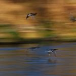 An der Traun: Fluss in Oberbayern: Enten über dem Fluss