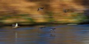 An der Traun: Fluss in Oberbayern: Enten über dem Fluss