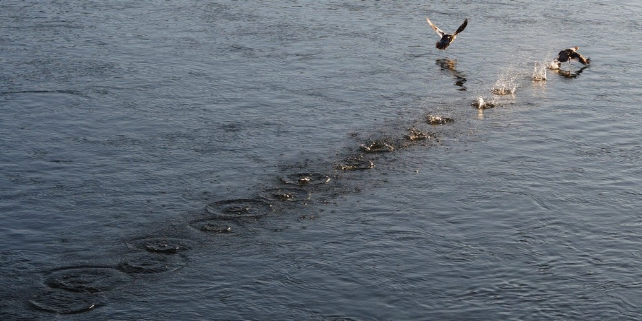 Enten landen in der Isar