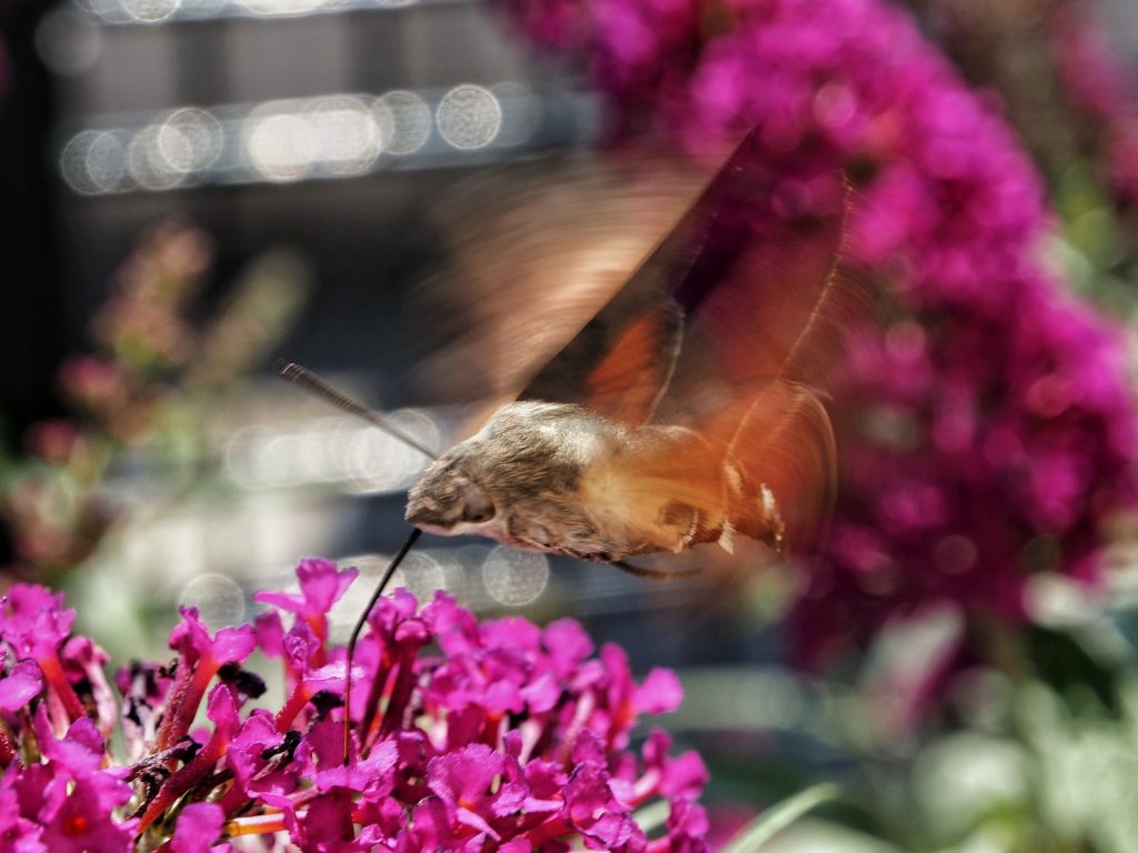 Das Taubenschwänzchen oder den Schmetterlingskolibri mit dem Kit-Makro erwischt: ISO 200, 1/160, F8, 43mm