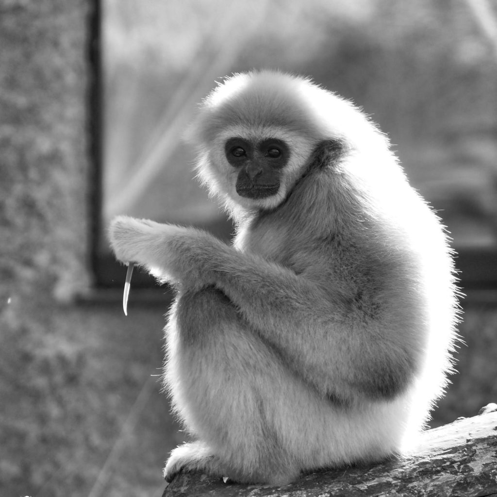 Zoo Salzburg